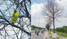 TP HCM: Sâu tấn công khiến hàng loạt cây xanh mất lá chỉ sau đúng 1 đêm
