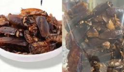 Ám ảnh món 'gián sấy khô' được bán online: Giá không hề rẻ, đặc biệt thích hợp với dân nhậu