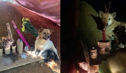 Nghẹn ngào hình ảnh chó mẹ và đàn chó con canh mộ chủ nhân cả tháng sau vụ sạt lở ở Trà Leng