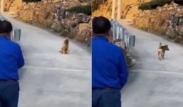 Nghẹn ngào khoảnh khắc chú chó già yếu vĩnh biệt chủ, tìm đến nơi hoang vắng để thoát kiếp 