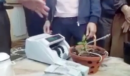 Xôn xao lan Hồng Bồng Lai chỉ cao 7 cm nhưng được bán với giá cả tỷ đồng