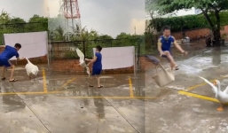 Cuối cùng con người cũng tìm ra cách trừng trị loài ngỗng đáng ghét, giá như tuổi thơ biết sớm hơn 