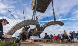 Anh nông dân đi cuốc ruộng bất ngờ đào trúng voi ma mút khổng lồ thời Kỷ Băng Hà