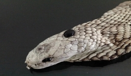 Vén màn bí mật 'viên ngọc đen' trên đầu rắn hổ mang và sự thật tác dụng thần kỳ