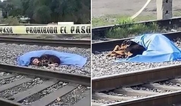 Chú chó nằm gục canh xác chủ bị tàu đâm