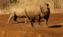 Nghi phạm săn trộm tê giác bị voi, sư tử cắn chết