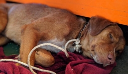 Giải cứu chú chó bơi hơn 200km giữa đại dương