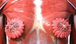 Bức ảnh ống dẫn sữa của người gây xôn xao cộng đồng mạng