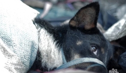 Đột nhập lò mổ chó kinh hoàng nhất Indonesia