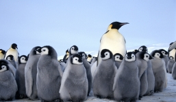 Lãnh địa chim cánh cụt hoàng đế lớn thứ hai thế giới bị xóa sổ