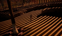 Cậu bé di cư lậu tử vong sau khi bị Mỹ giam giữ