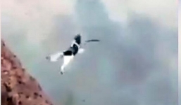 Thanh niên ném chó từ vách đá xuống biển rồi quay video đăng Facebook