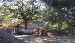 Nhổ sồi cổ thụ khỏi đất nhà mình, cặp vợ chồng bị phạt gần 600.000 USD