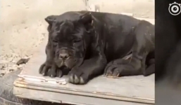 Bị bắt giam vì lấy tên cơ quan nhà nước đặt cho chó