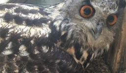 Cú đại bàng 'trống' đẻ trứng khiến cả khu bảo tồn bất ngờ