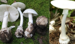 Sơn La: Ăn nấm độc, chồng mất mạng, vợ và con dâu nguy kịch