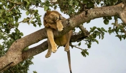 Bật cười trước cảnh sư tử nằm vắt vẻo trên cây ngủ trưa