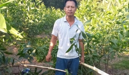 Nghệ An: Bắt giữ kẻ chặt hạ hơn 3.000 cây keo nhà hàng xóm