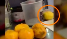 Nhân viên quán trà sữa Trung Quốc dùng trái cây thối pha đồ cho khách