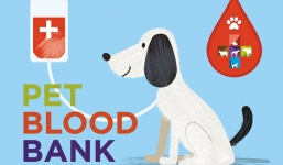 Bật mí: Chó, mèo cũng có thể hiến máu như người