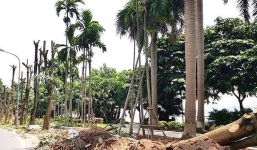 Chuyển gần 100 cây hoa sữa từ hồ Tây lên bãi rác Nam Sơn để 'khử mùi'