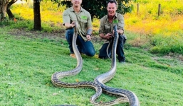 Hai con trăn 'mây mưa' làm sập trần nhà dân