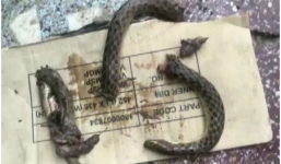 Bị rắn cắn, ma men cắn lại rắn để trả thù