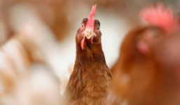 Người phụ nữ bị gà mổ chết khi vào vườn nhặt trứng