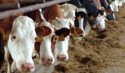 Bê đột biến gen sinh ra với khuôn mặt người tại Argentina