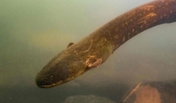 Phát hiện con lươn điện mạnh nhất thế giới với cú sốc 860V