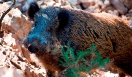 Con bắn chết bố trong lúc săn trộm heo rừng