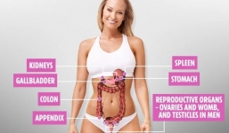 7 cơ quan nội tạng dù không có con người vẫn sống 