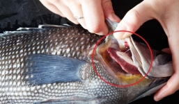 Bí kíp chọn cá tươi ngon, an toàn theo hướng dẫn của chuyên gia dinh dưỡng