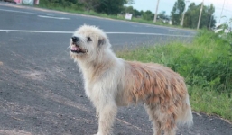 Chú chó đứng tại một điểm chờ chủ suốt 4 năm trời