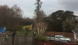 Chặt cây 176 tuổi, người đàn ông bị phạt gần 9 tỷ đồng