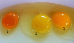 Lòng đỏ trứng gà tiết lộ điều gì?