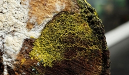 Phát hiện sinh vật không não có 720 giới tính