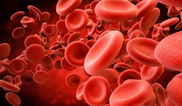 Tại sao máu có màu đỏ chứ không phải xanh hay trắng?