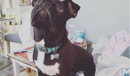 Chó cưng vô tình đốt nhà khiến chủ thiệt hại gần 1 tỷ đồng