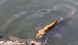 Cá mặt người khiến dân mạng hoang mang