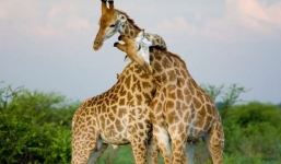 19 sự thật thú vị được phát hiện năm 2019