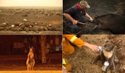 Gần nửa tỷ động vật chết do cháy rừng, xác nằm la liệt gây ám ảnh tại Úc