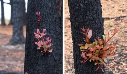 Những bức ảnh hậu cháy rừng Australia gây sốt vì quá đẹp