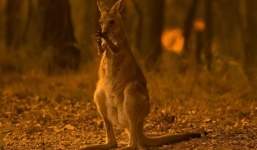 Sốc: Đã 1 tỷ động vật chết vì cháy rừng Australia