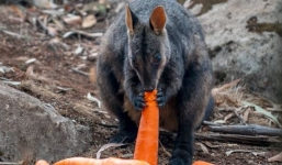 Cơn mưa đặc biệt giải cứu động vật trong cháy rừng Australia