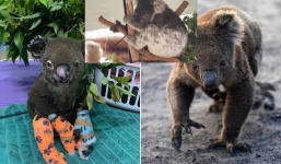 Xót xa loạt ảnh koala và nguy cơ tuyệt chủng vì cháy rừng Australia