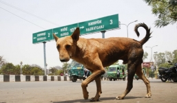 Bé sơ sinh bị chó hoang cắn chết ngay trong bệnh viện