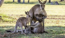 Rơi nước mắt cảnh kangaroo ôm bạn đời trước khi chết