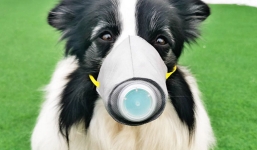 Cách ly chó cưng có Covid-19 trong dịch mũi, miệng