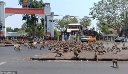 Vì Covid-19, hàng trăm con khỉ đói tràn ra đường tranh một quả chuối
